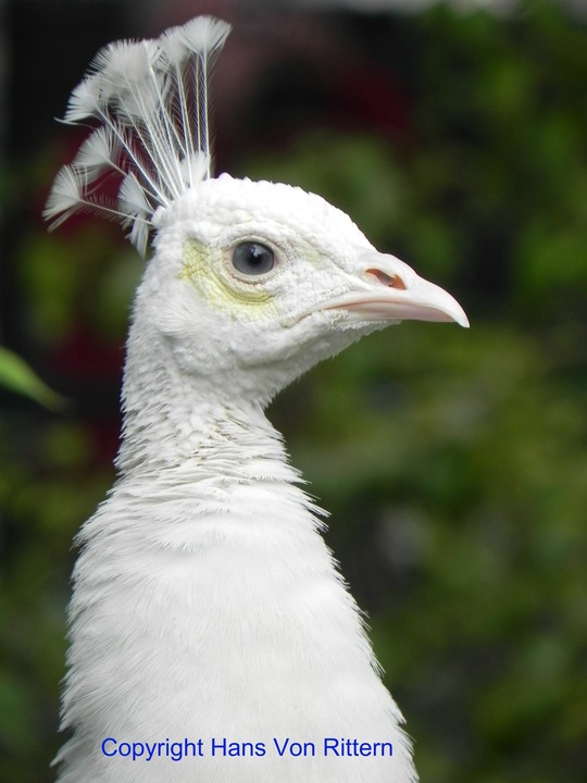 PHIL, ST. JOHN THE DIVINE'S ALBINO PEACOCK