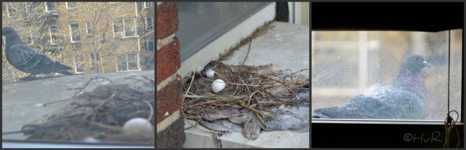 PIGEON NEST collage