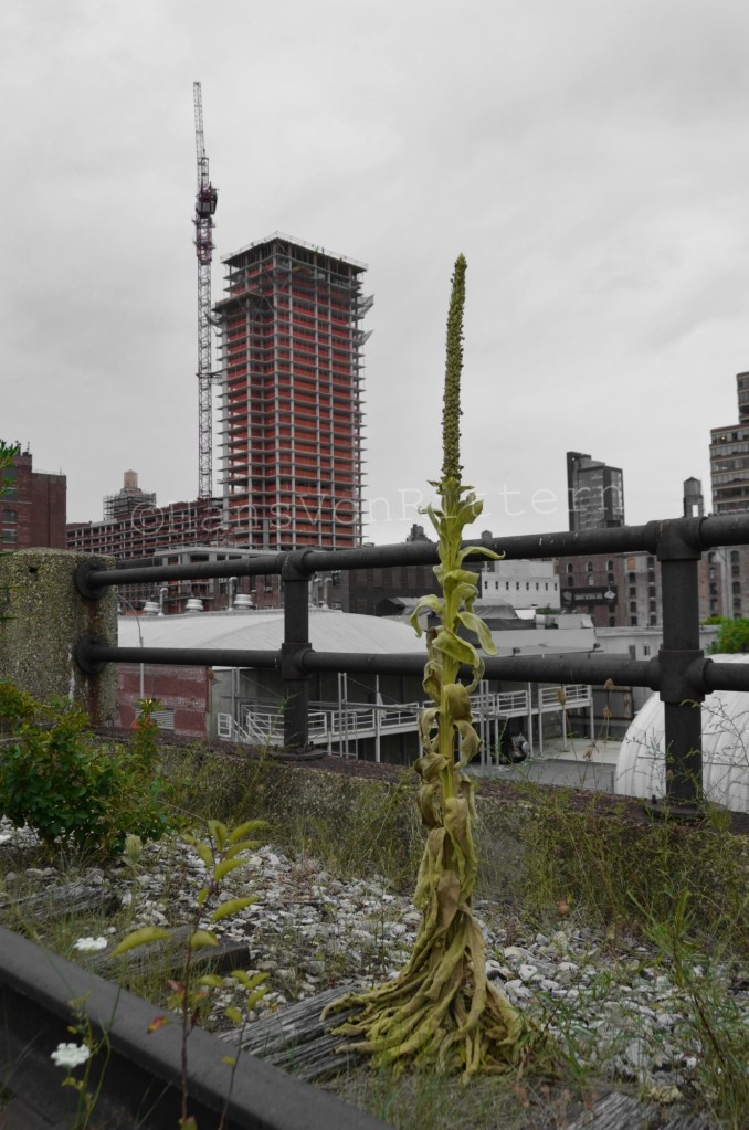 High rise and Verbascum Thapsus (Great or Common Mullein).