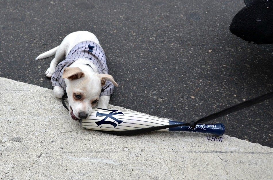 LITTLEST YANKEE SLUGGER