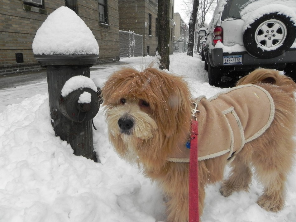 "Where's the eau de dogue?"