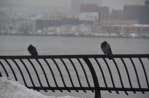 TWO LONE PIGEONS WAIT