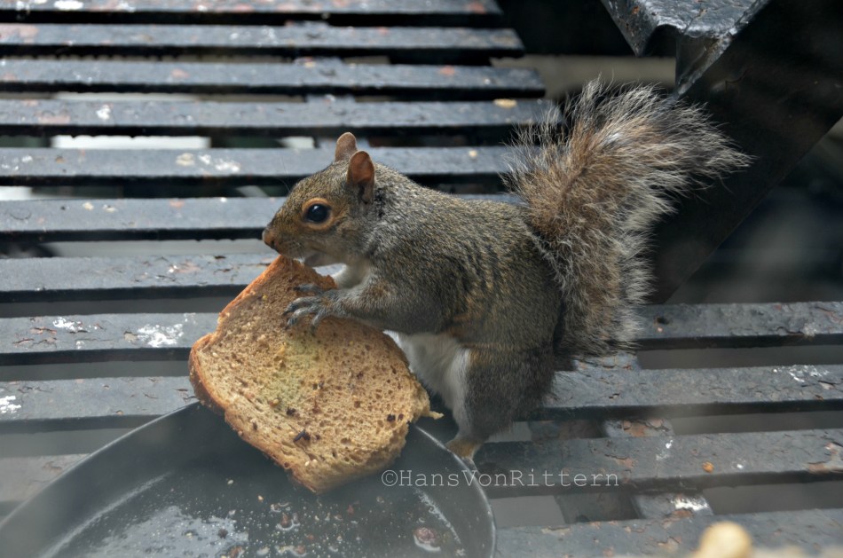 OSCAR THE SQUIRREL AND TOAST