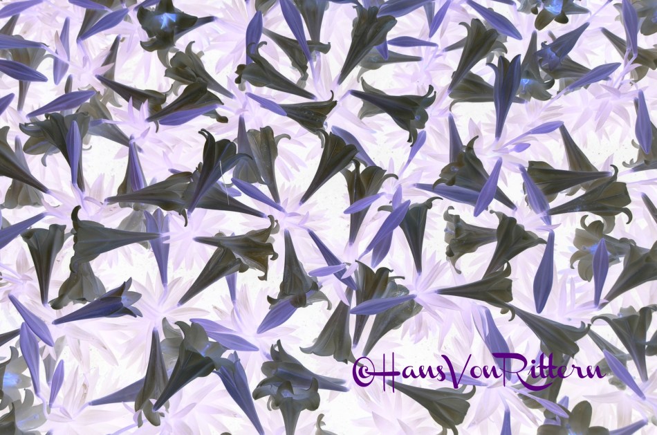 PURPLE LILIES OF THE FIELD