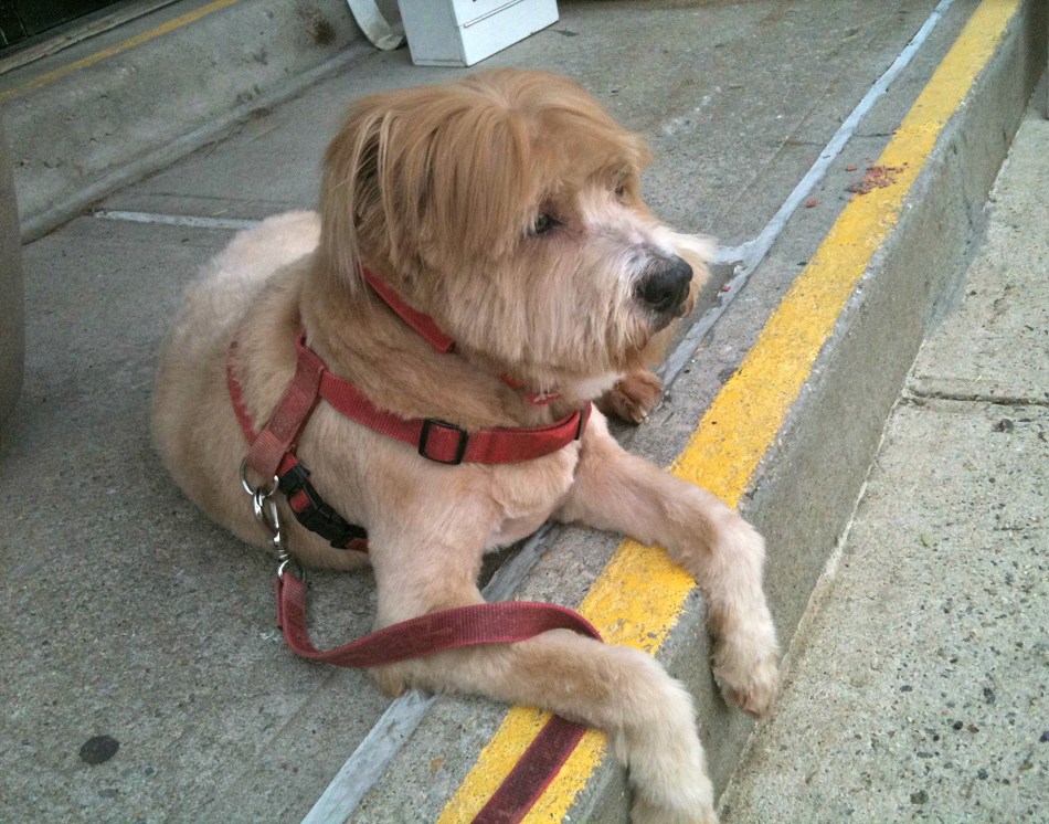 Our dog Noel - happy at last :)